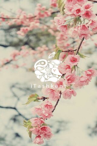 Blossoms of iTashkent: A Floral Embrace 🌸
