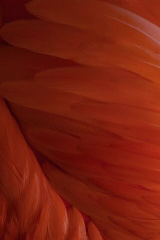 Fiery Feathers: The Essence of iOS 9
