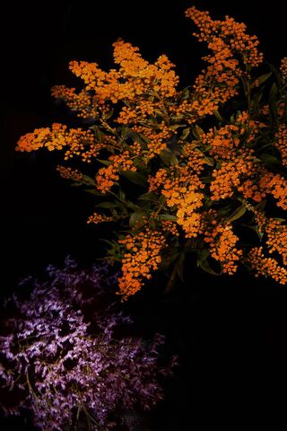 Vibrant Blooms: A Nighttime Floral Display 🌼🌙