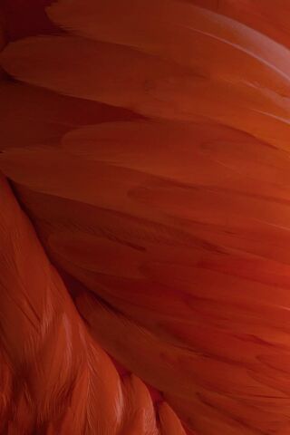 Fiery Feathers: The Essence of iOS 9 Beta 5
