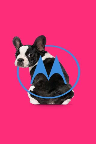 Paw-sitively Pink: The Motorola Pup