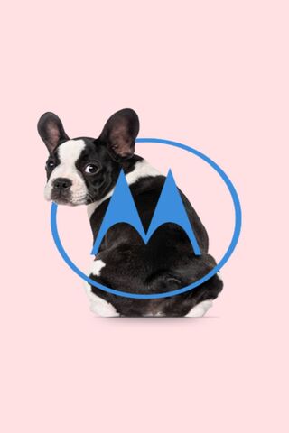 Motorola's Adorable Pink Pup 🐶💖
