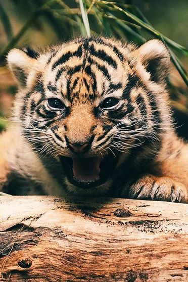 Тигровий дитинчак Рев