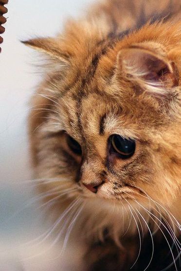 Fluffy Kitten