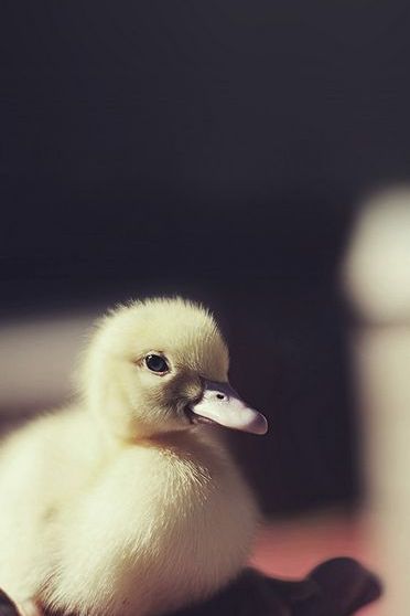 Duckling