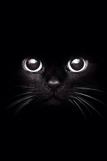 Hình nền Con Mèo đen Sử Dụng Vòng Cổ Vàng Tưởng Tượng Vẽ Tranh ảnh Bìa Sách  Chụp ảnh Cho Phông Nền Sơn động Vật Tưởng Tượng Background Vector để tải  xuống