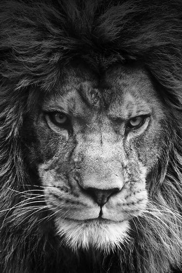 Leão lendário
