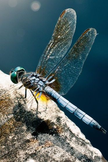 58000 Dragon Fly Close Up Stock Photos Pictures  RoyaltyFree Images   iStock