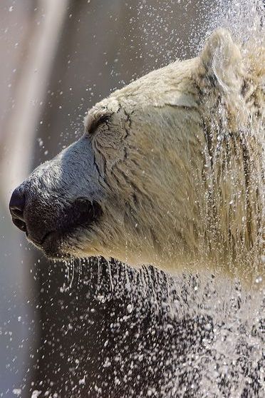 Shaking Polar Bear