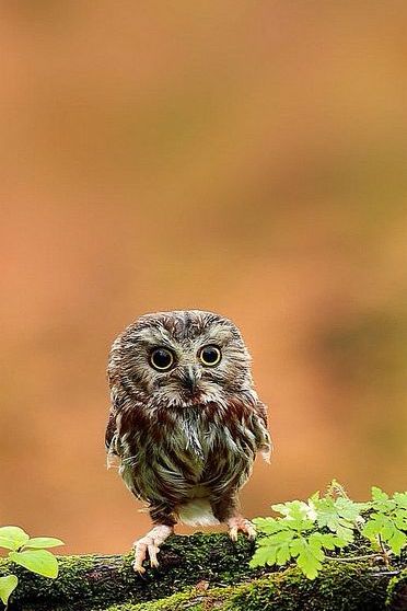 Tiny Owl
