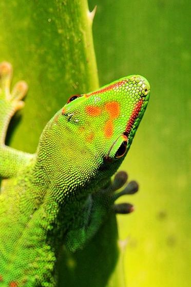 Gecko auf tropischem