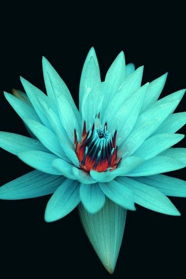 Голубая лилия