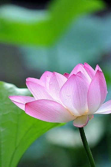 Best Lotus flower iPhone HD Wallpapers - iLikeWallpaper