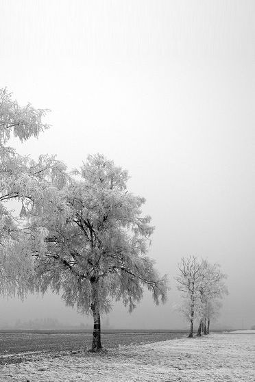 Snow Trees Road