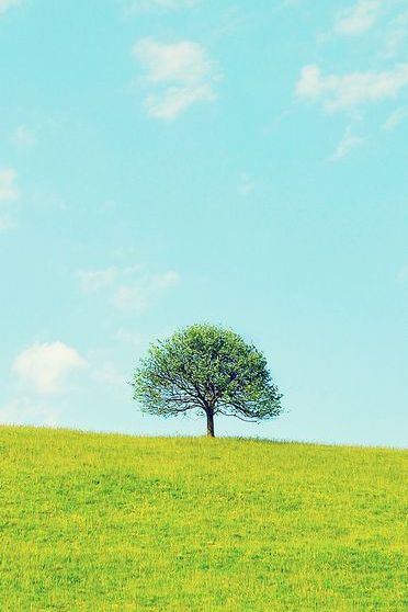 Single Tree