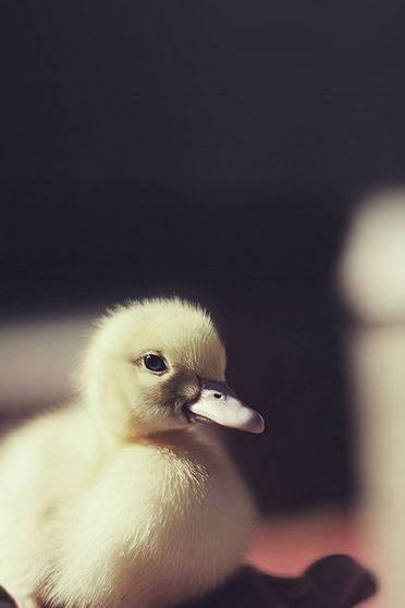 Duckling