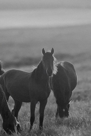 Horses Sunrise