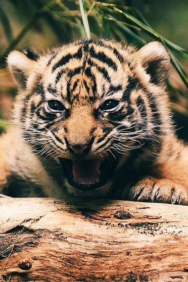 Ruggito di Tiger Cub