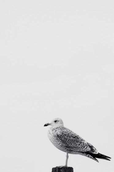 Sea Gull