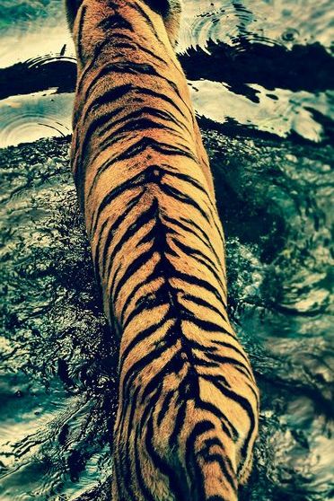 Tiger-ripples