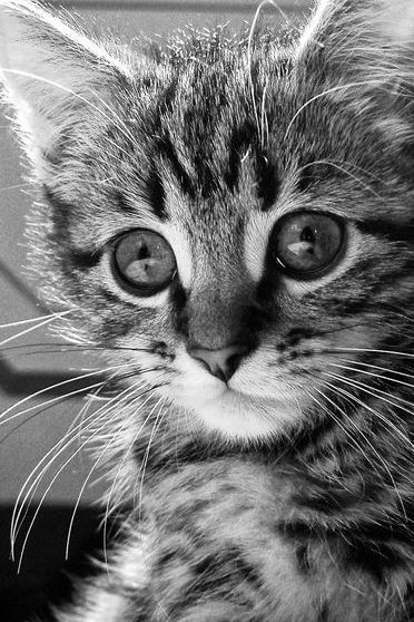 Chat Affame Fond D Ecran Telecharger Sur Votre Mobile Depuis Phoneky