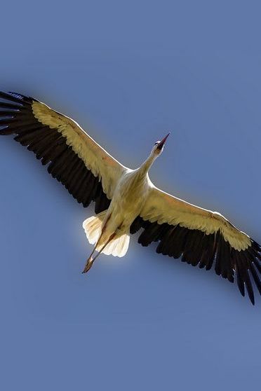 Flying Stork