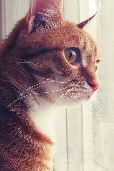 Cat Suprise