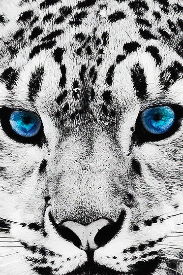 蓝眼睛的豹子