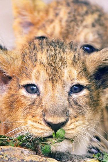 Lion Cubs