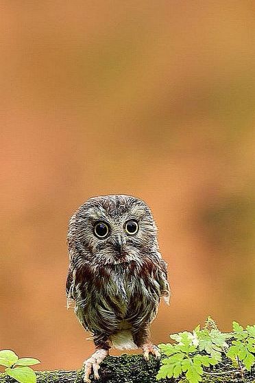 Tiny Owl