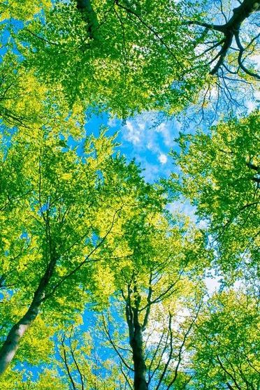 Top nhiều hơn 115 hình nền rừng cây mới nhất  Tin học Đông Hòa