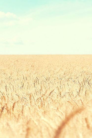 Buğday tarlası