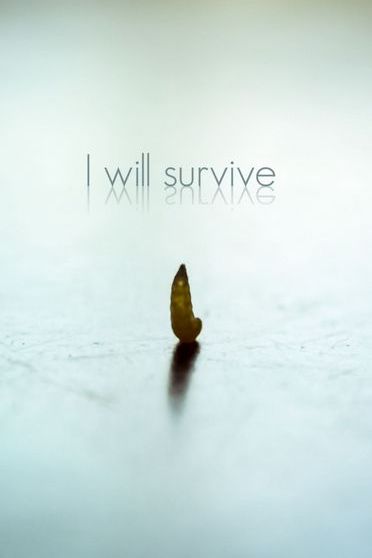 Survive