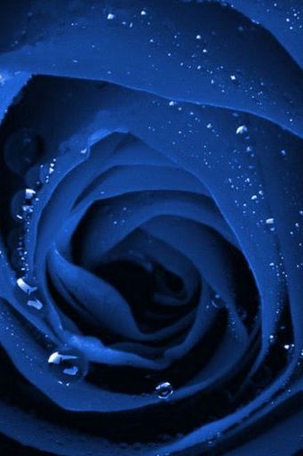 Rose bleue