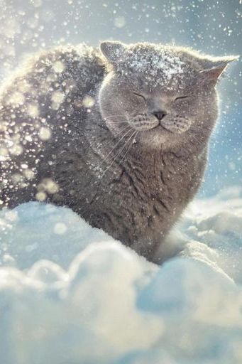 Cat Likes Snow