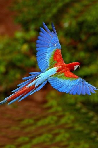 Terbang Macaw