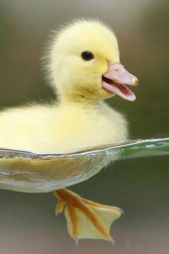 Water-Duck