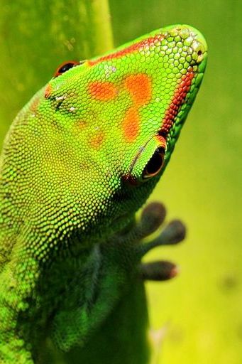 Gecko On Tropical