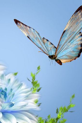 Azuis na dália azul azul da borboleta