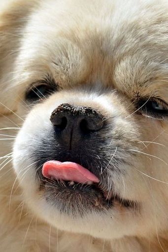 Funny Puppy Showing Tongue
