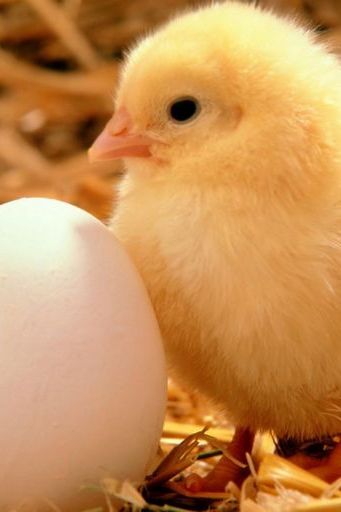 小鸡和鸡蛋