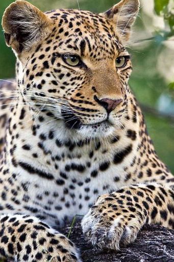 Leopardo