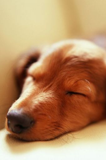 Tidur-Puppie