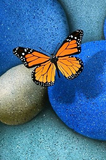 Blue Rocks Butterfly