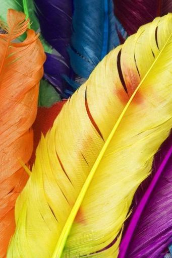 Colourful Feathers