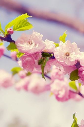 Cherry Blossoms