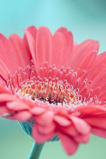 Pink Gerbera Flower