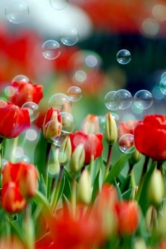 Tulips And Bubbles
