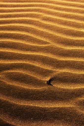 Nature Sand Desert Macro