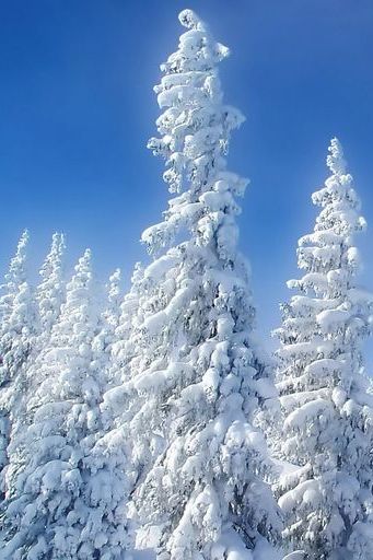 Forêt de neige de montagne
